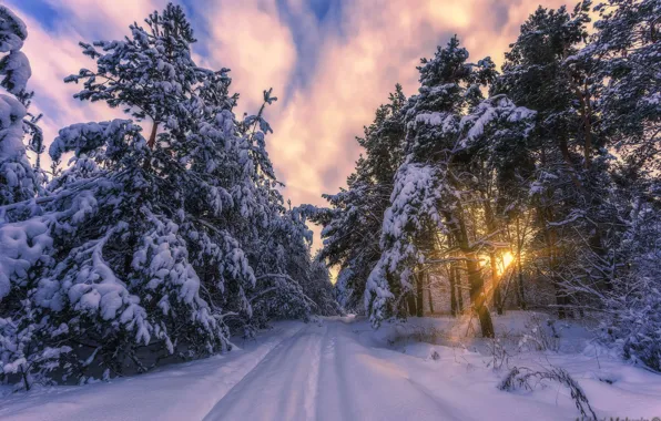 Winter, forest, the sun, rays, snow, frost, pine, Aleksei Malygin