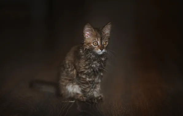 Picture wet, background, kitty, cat, Alexander Drobkov-Light