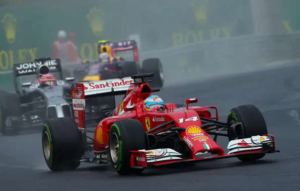 Picture Formula 1, Champion, Alonso, Fernando