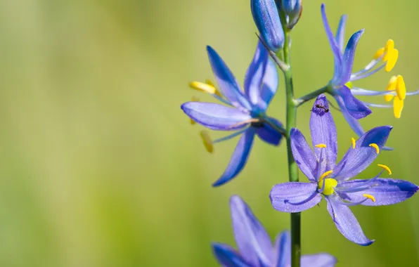 Flower, summer, macro, blue, ant, field