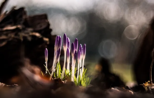 Flowers, nature, background