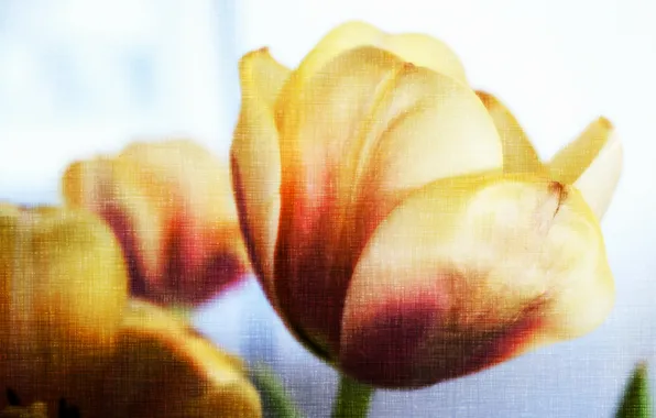 Picture flowers, style, tulips