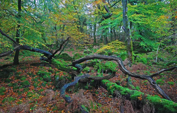 Picture autumn, forest, leaves, trees, stick, Nature, driftwood