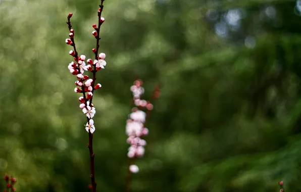 Cherry, background, branch, blur, blooming
