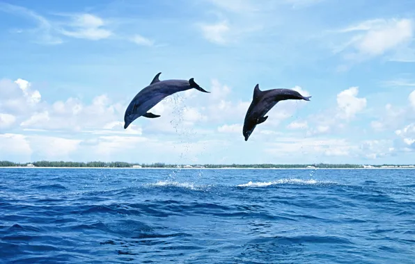 Sea, the sky, water, Islands, nature, jump, dolphins, mammal