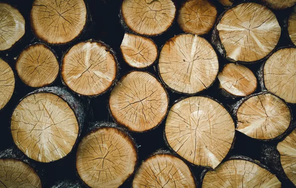 Background, tree, logs
