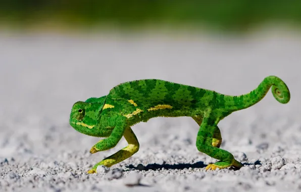 Green, chameleon, scales