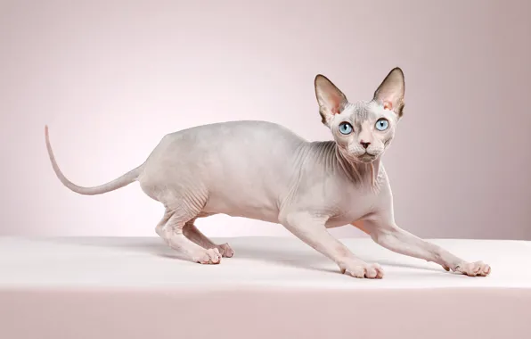 Cat, look, pose, kitty, background, muzzle, kitty, Sphinx
