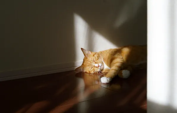 Cat, cat, light, room, wall, sleep, red, sleeping