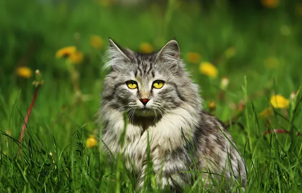 Picture eyes, cat, weed, dandelions