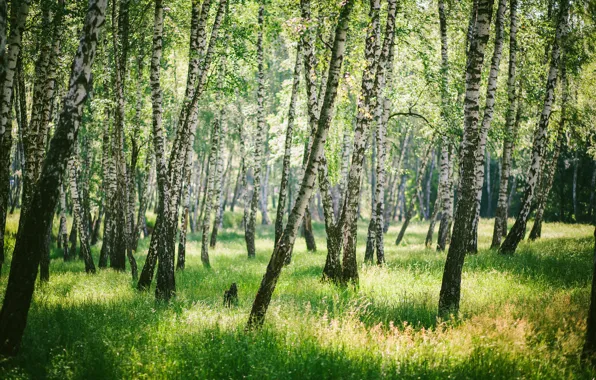 Greens, forest, grass, light, trees, branches, mood, trunks