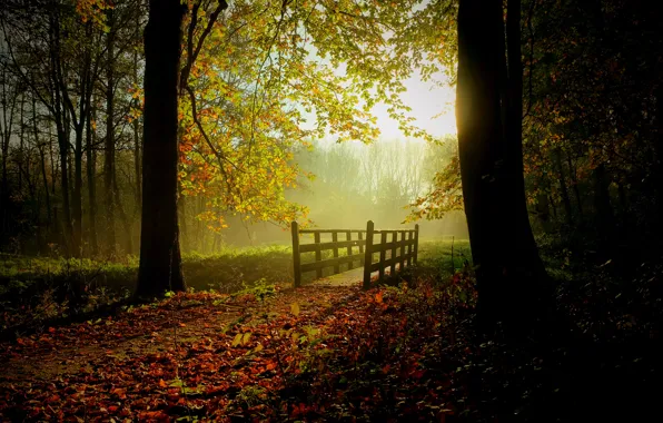 Picture greens, autumn, forest, leaves, the sun, trees, bridge, fog