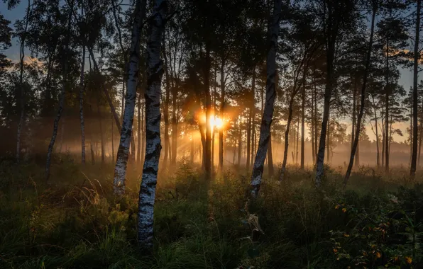 Forest, the sun, rays, trees, birch, birch grove