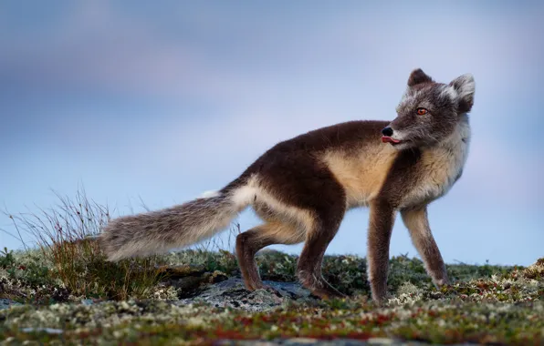 Picture language, look, nature, pose, Fox