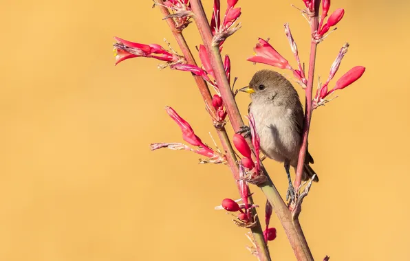 Branches, bird, baby