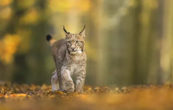 Picture autumn, face, pose, lynx, bokeh