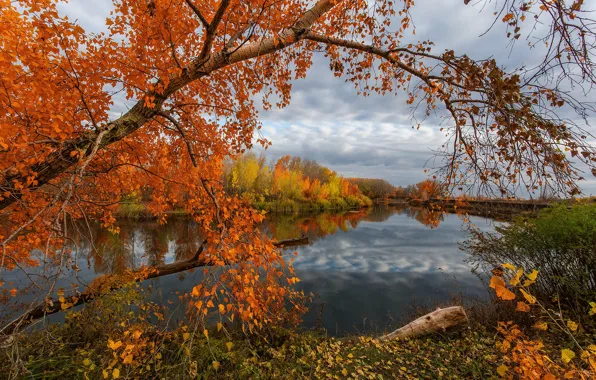 Autumn, trees, river, Sahaidak Paul