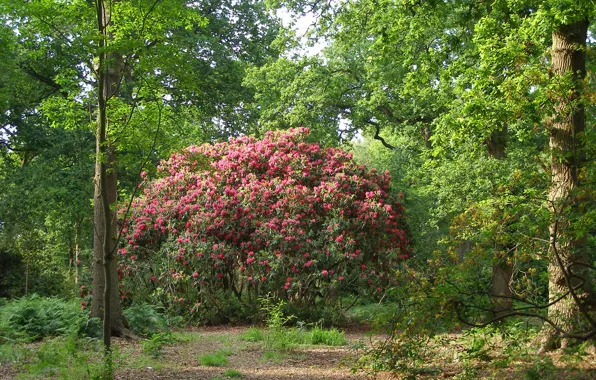 Picture nature, spring, flowering, trees, nature, Spring, flowering