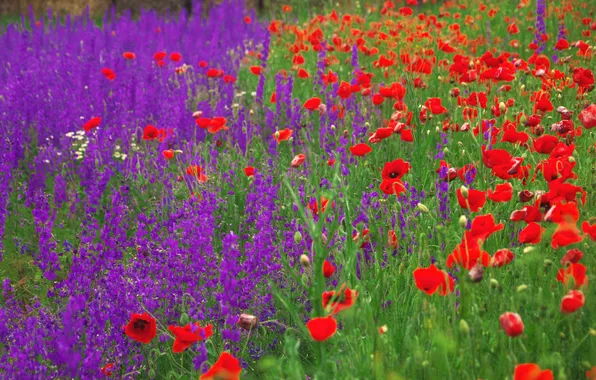 Field, summer, flowers, Maki, meadow, red, different, flower field