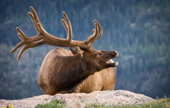 Horns, deer head, ornamented
