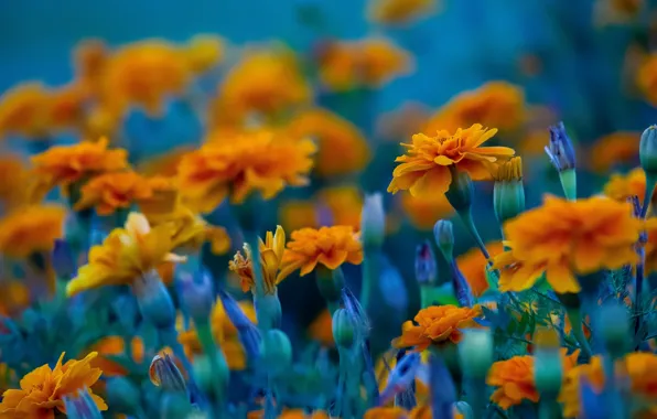 Picture orange, bokeh, buds, Marigolds