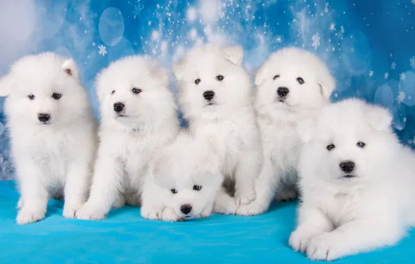 Dogs, look, snowflakes, dog, puppies, Christmas, puppy, New year