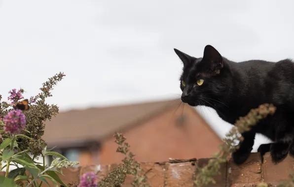 Picture brick, bokeh, black cat