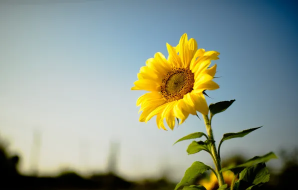 Picture flower, sunflower, yellow petals