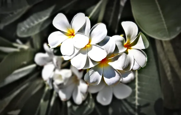 Flowers, Thailand, Phuket