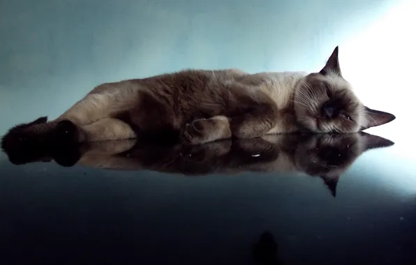 Picture cat, reflection, stay