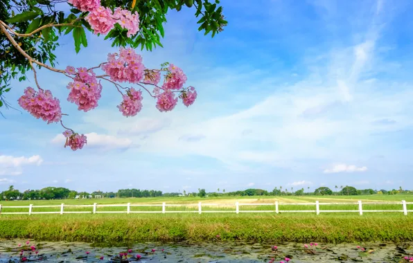 Field, grass, trees, branches, river, spring, flowering, landscape