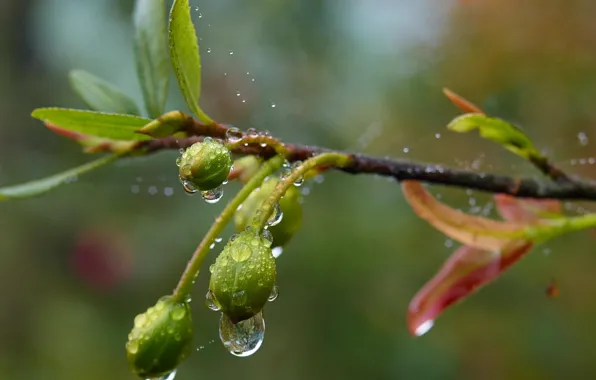 Drops, macro, foliage, branch, spring, rain, after