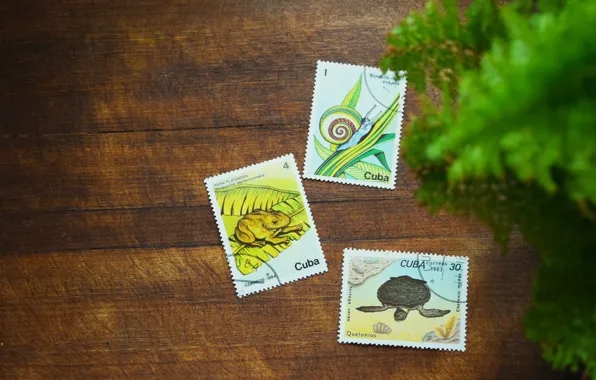 Frog, turtle, snail, different, brand