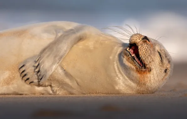 Pose, smile, seal, face, cub, the expression, tolstyachok, marine cat