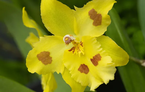 Flower, background, yellow, Orchid, yellow orchid
