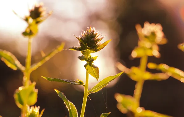 Picture leafs, plant, twig