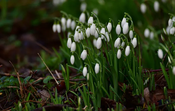 Flowers, glade, spring, snowdrops, white