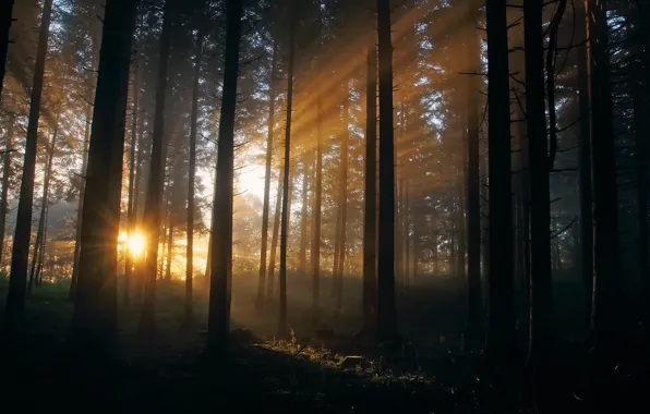 Forest, the sun, rays, light, nature