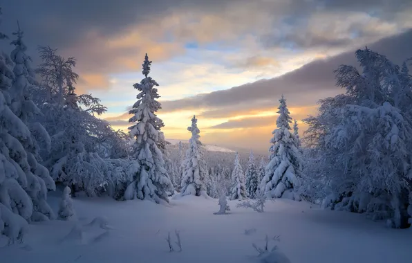 Winter, forest, snow, trees, ate, Russia, taiga, Sergey Mezhin