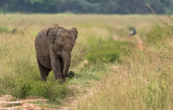 Picture nature, elephant, Sri Lanka