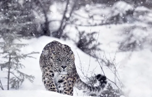 Winter, forest, snow, predator, leopard, IRBIS, snow leopard