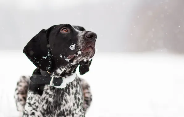 Winter, each, dog