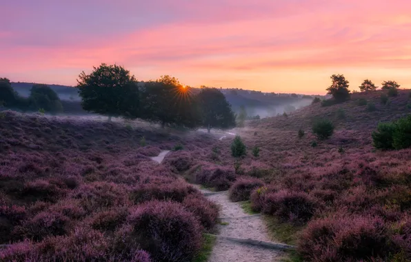 Picture field, fog, morning, Heather