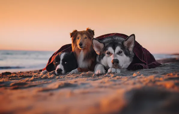 Sand, sea, dogs, look, light, nature, pose, shore