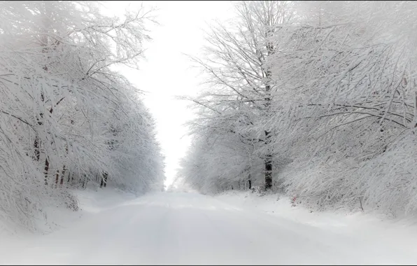 Picture winter, road, forest, snow