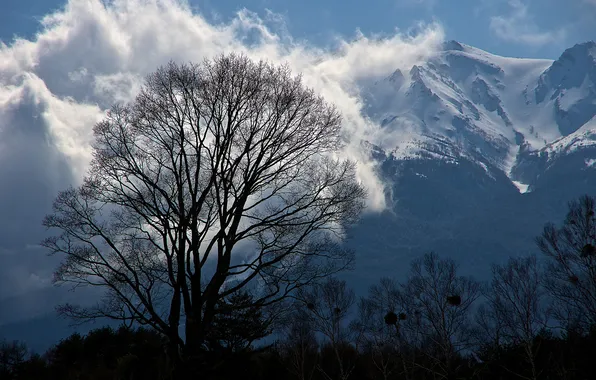 Clouds, snow, trees, mountains, tree, tops, silhouettes