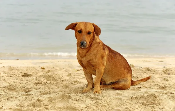 Beach, look, dog