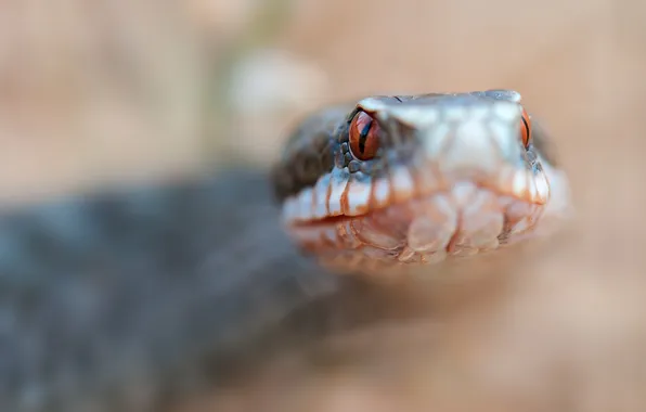 Picture macro, nature, snake