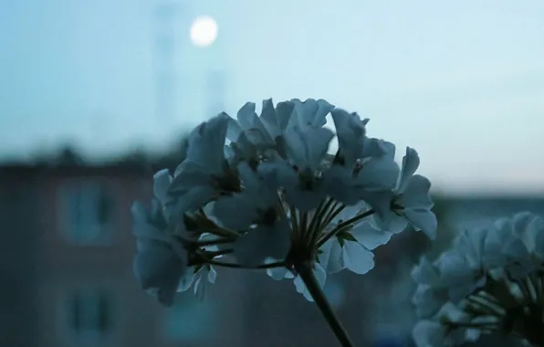 The moon, the evening, Flower, window, white, geranium