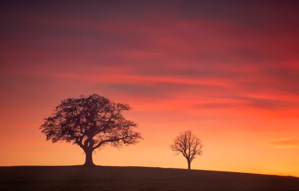 Trees, England, silhouette, glow, Derbyshire